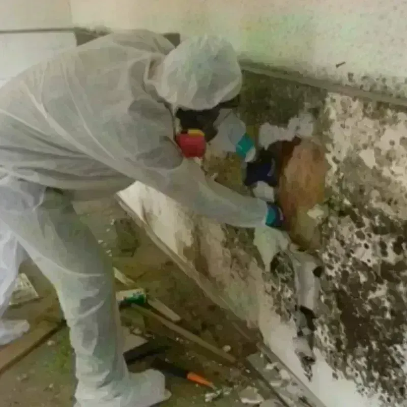 Mold Remediation and Removal in West Peoria, IL